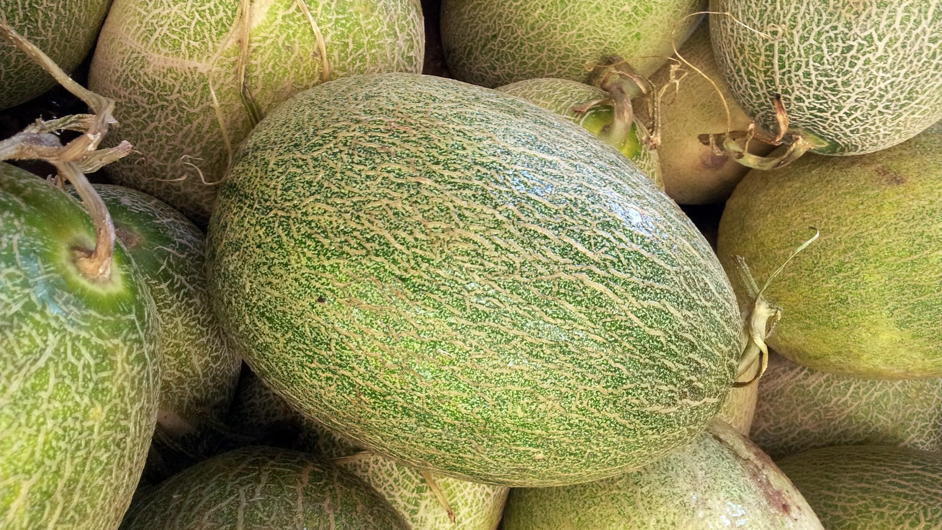 Melone de Jerru