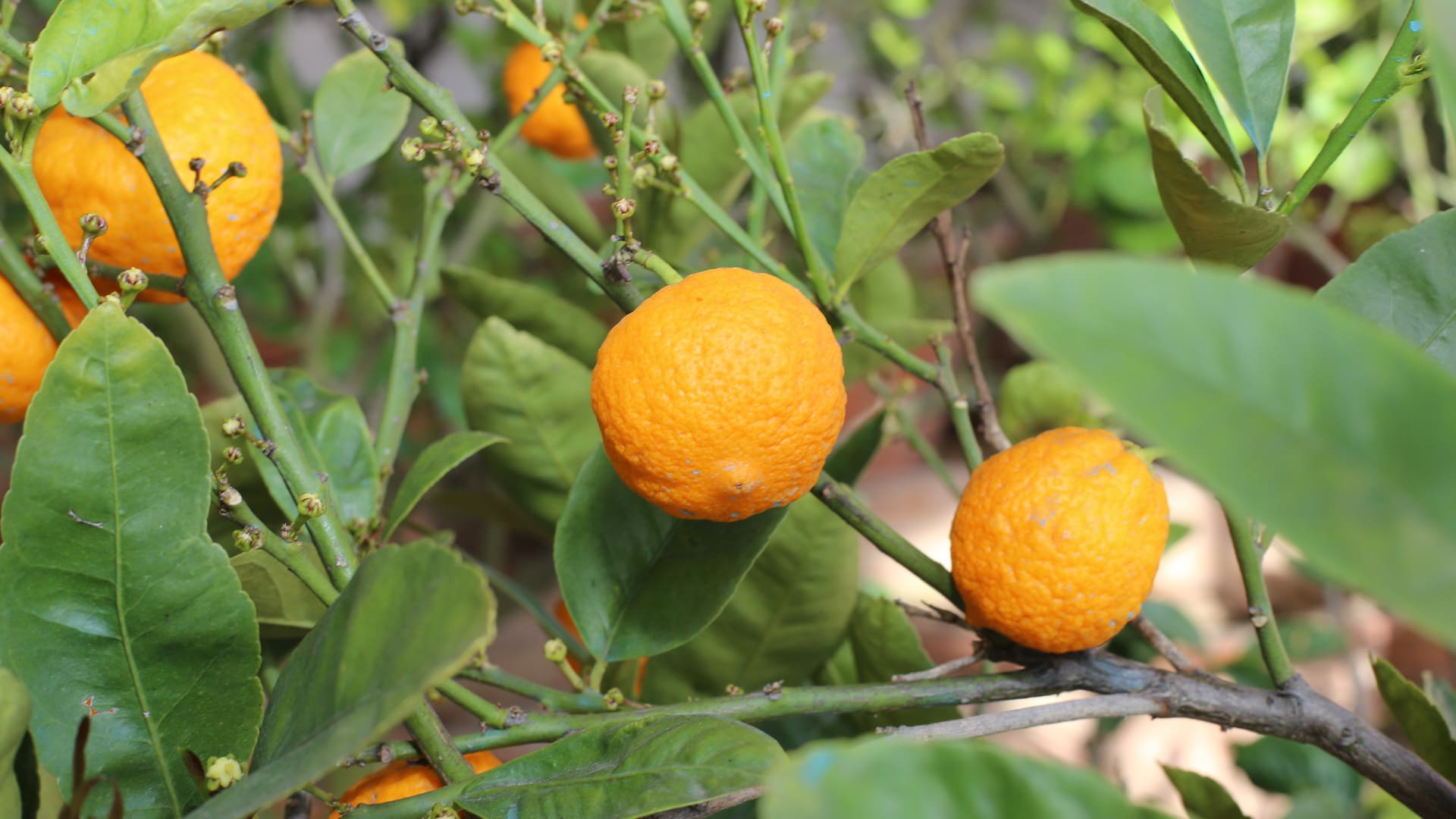 Clementine di Calabria