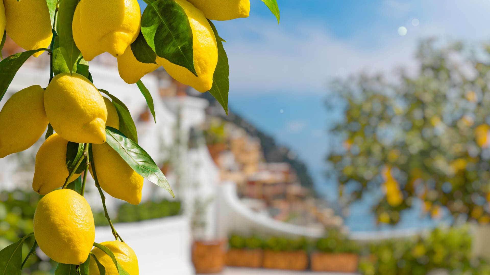 Limone Costa d’Amalfi