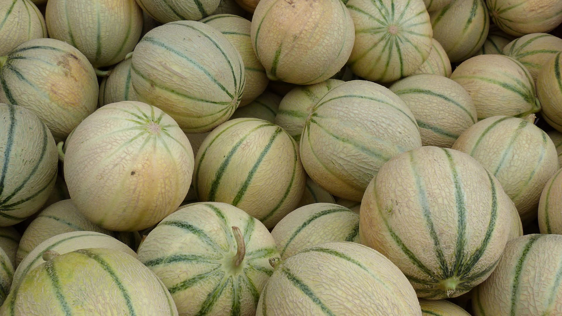 Melone Mantovano